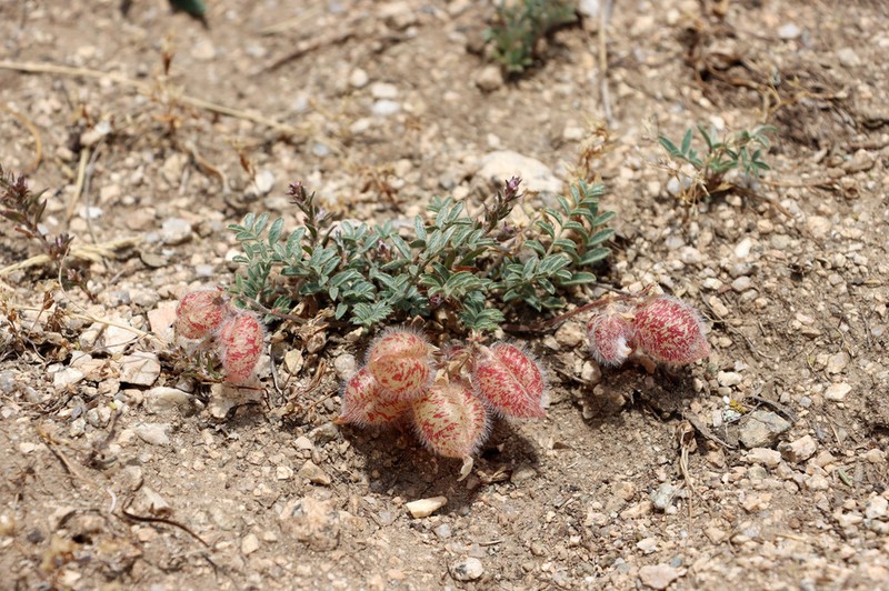 Oxytropis submutica photo 6