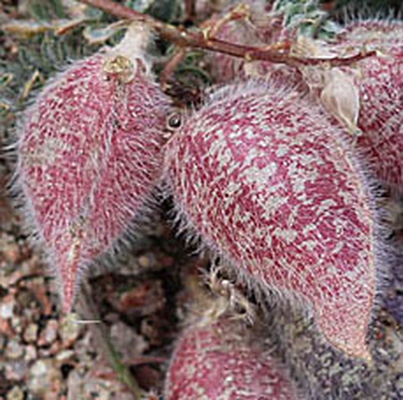 Oxytropis submutica photo 7