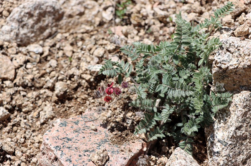 Oxytropis submutica photo 8
