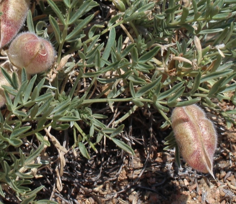 Oxytropis subverticillaris