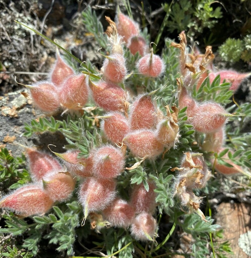 Oxytropis subverticillaris photo 2