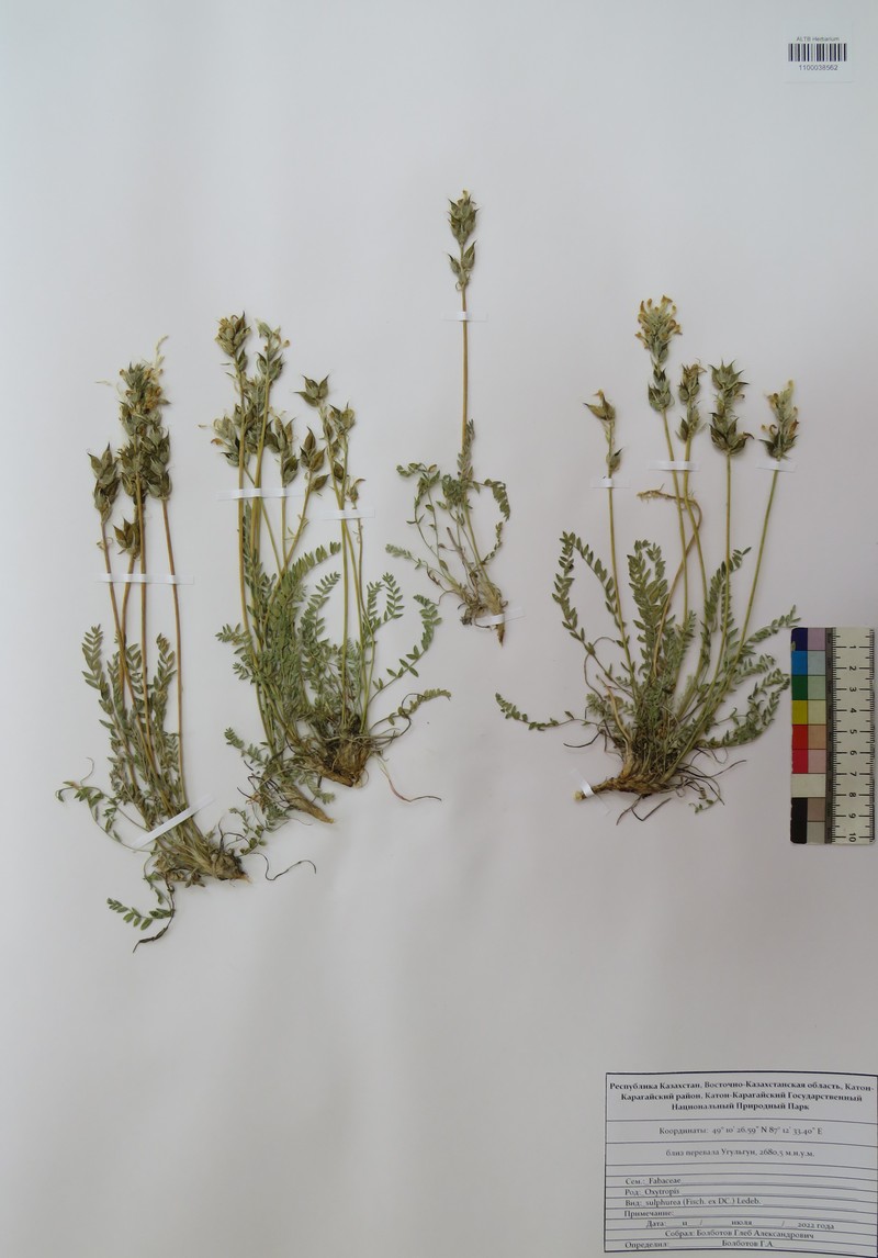 Oxytropis sulphurea