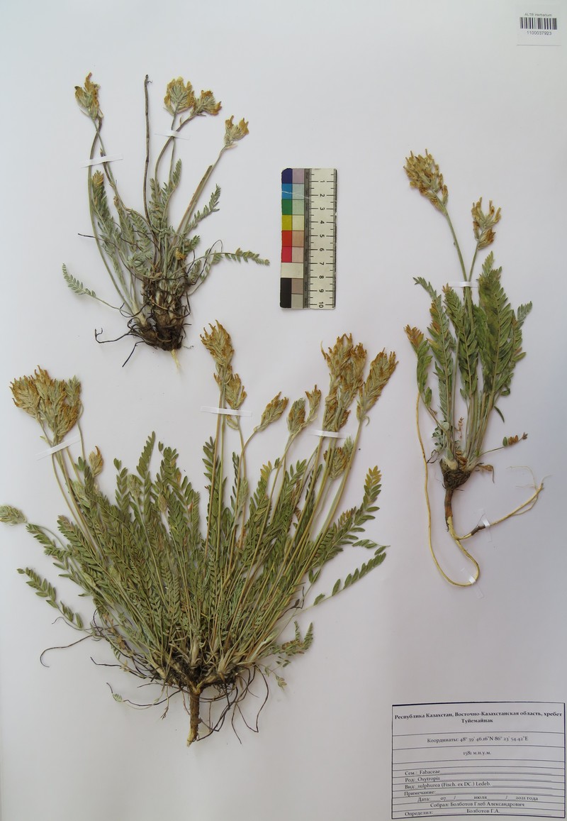 Oxytropis sulphurea photo 2