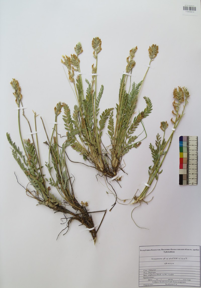 Oxytropis sulphurea photo 3