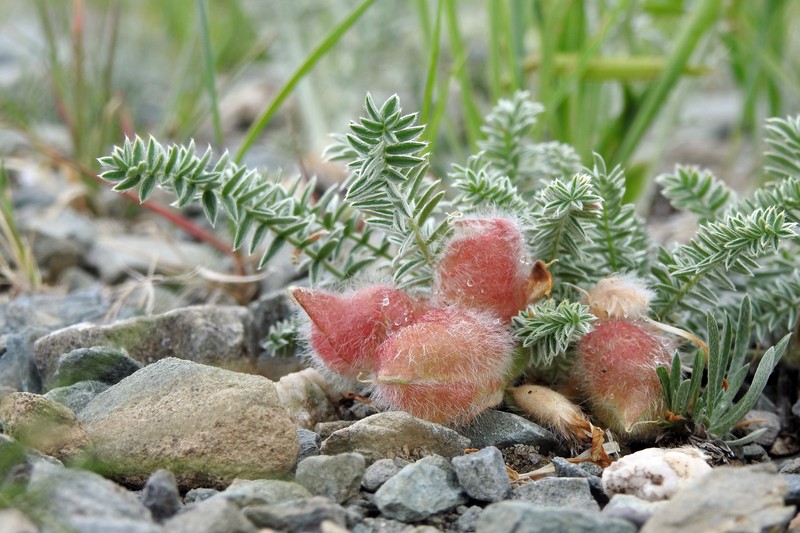 Oxytropis sumneviczii