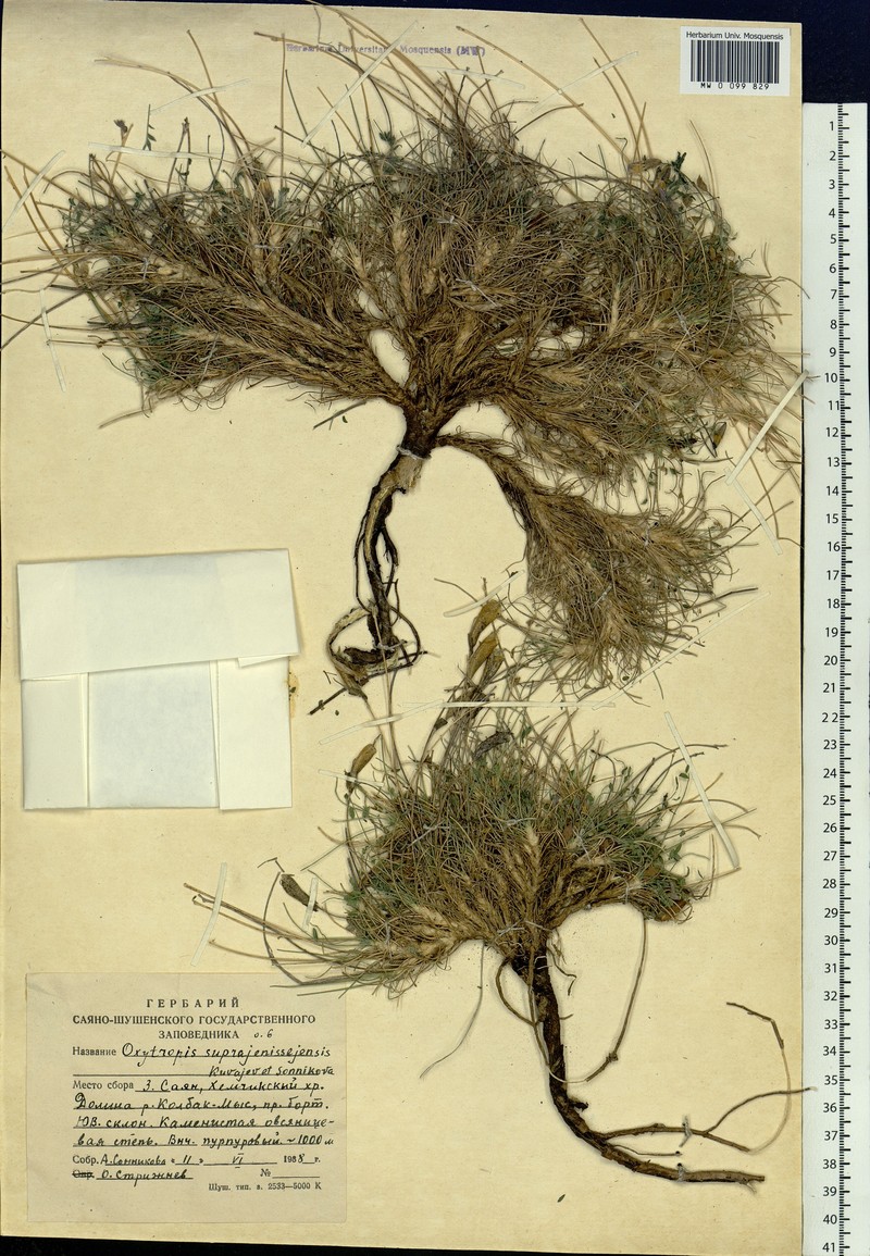 Oxytropis suprajenissejensis