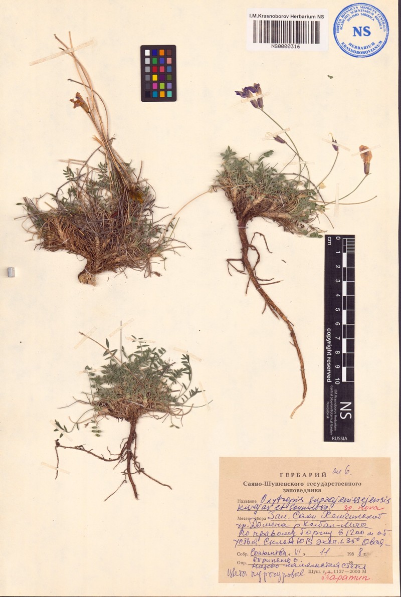 Oxytropis suprajenissejensis photo 2