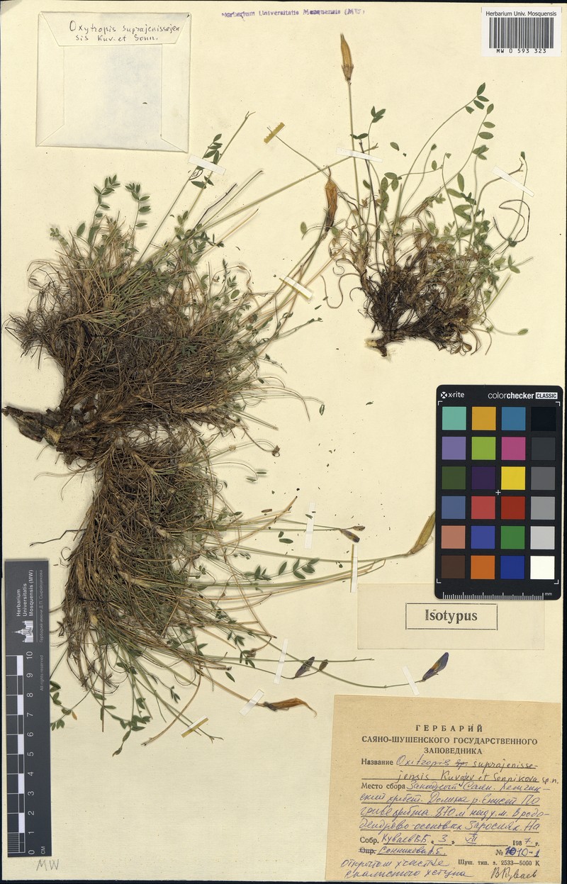 Oxytropis suprajenissejensis photo 3