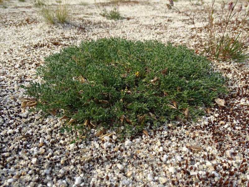 Oxytropis susumanica