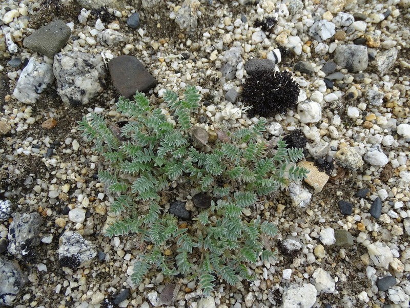 Oxytropis susumanica photo 2