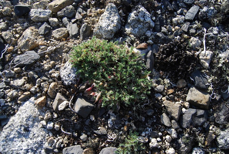 Oxytropis susumanica photo 6
