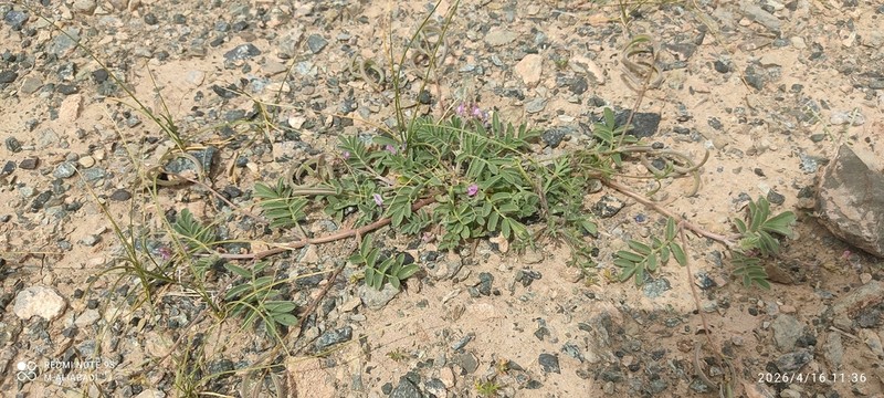 Oxytropis sutakensis