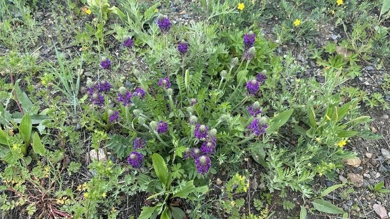 Oxytropis sylvatica