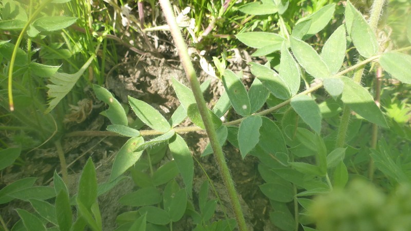 Oxytropis sylvatica photo 2