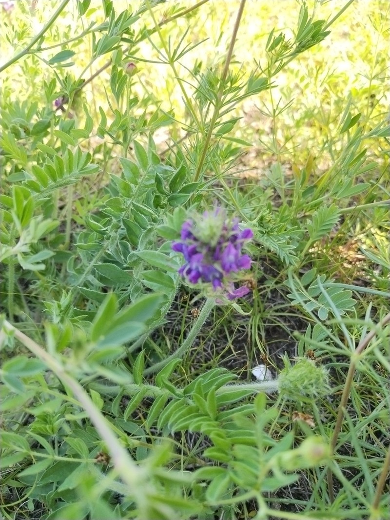 Oxytropis sylvatica photo 3