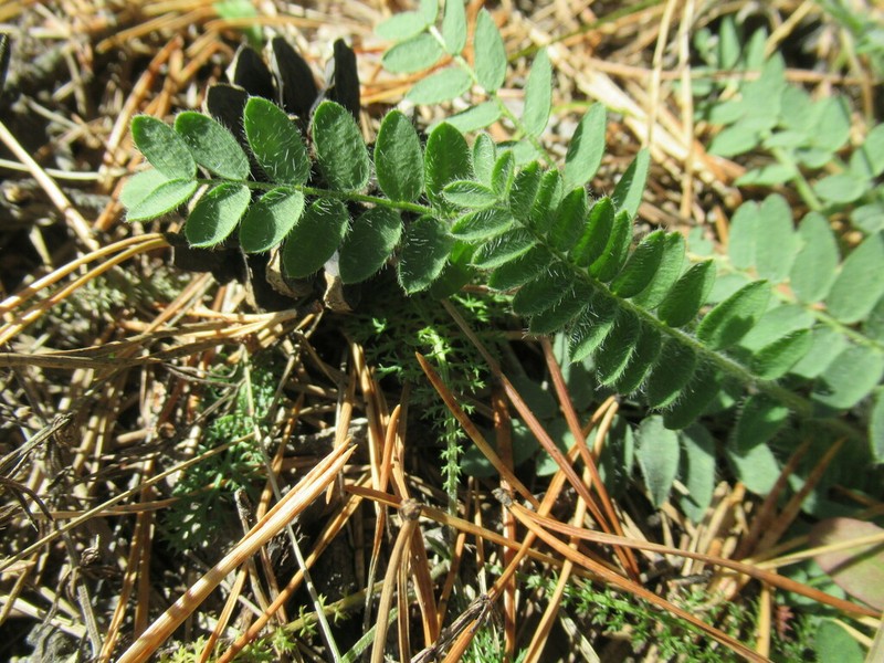Oxytropis sylvatica photo 4