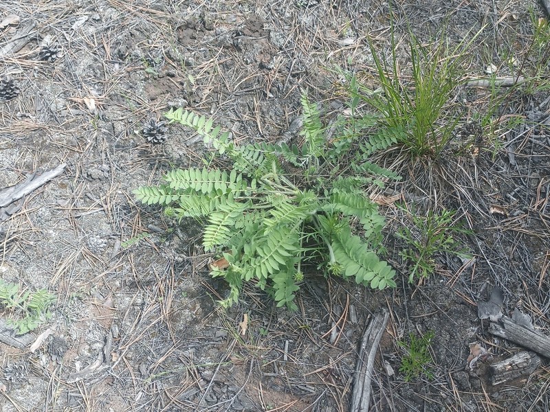 Oxytropis sylvatica photo 5