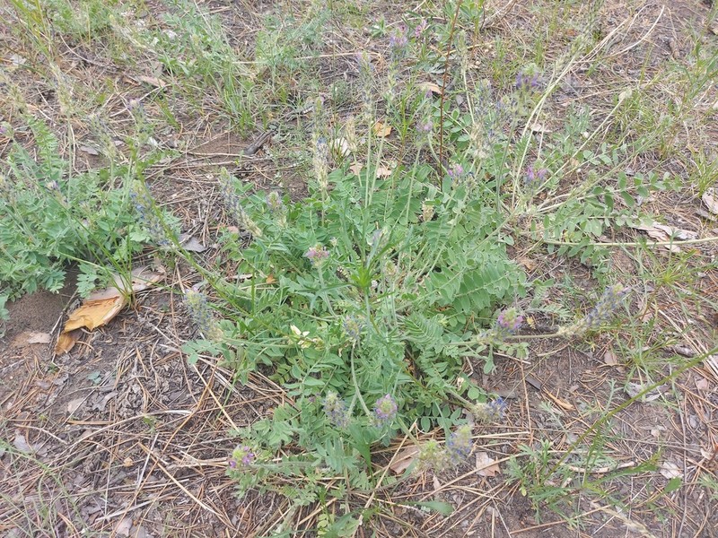 Oxytropis sylvatica photo 6