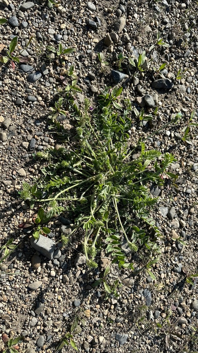 Oxytropis sylvatica photo 7
