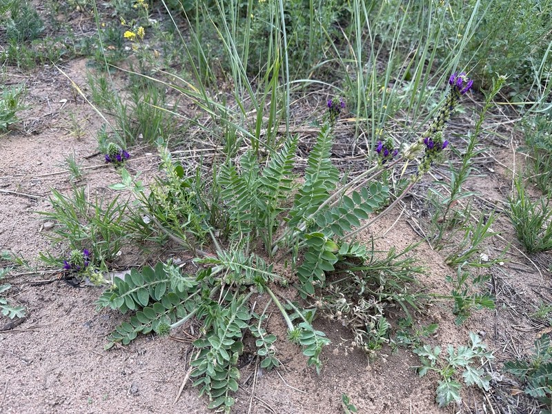 Oxytropis sylvatica photo 8