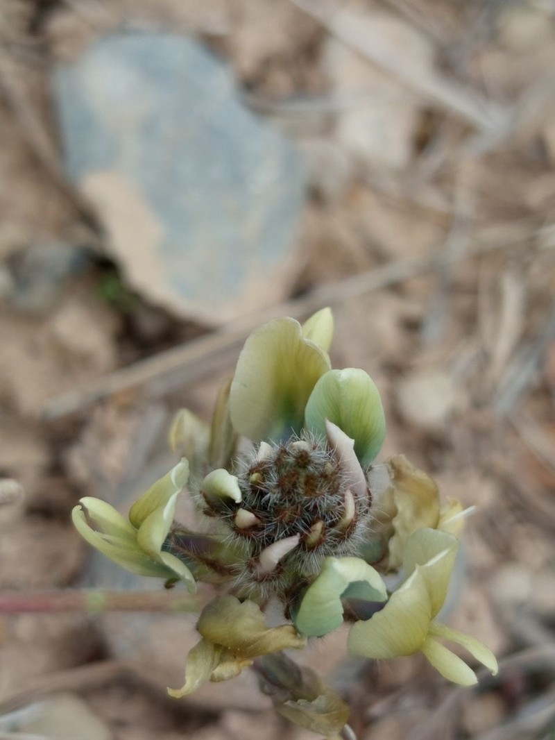 Oxytropis tachtensis