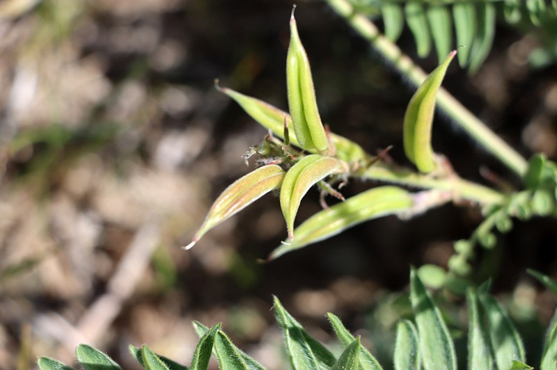 Oxytropis tachtensis photo 2