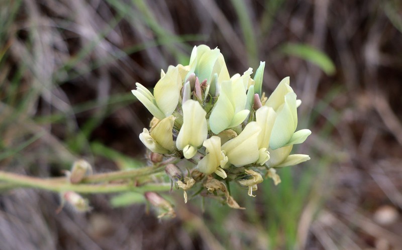 Oxytropis tachtensis photo 3