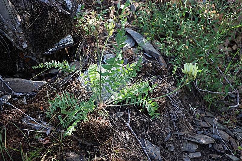 Oxytropis tachtensis photo 4