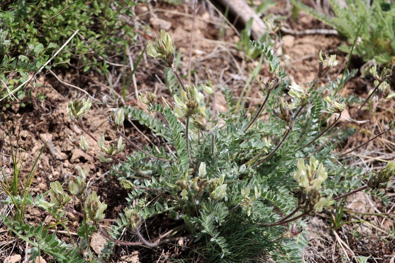 Oxytropis tachtensis photo 5