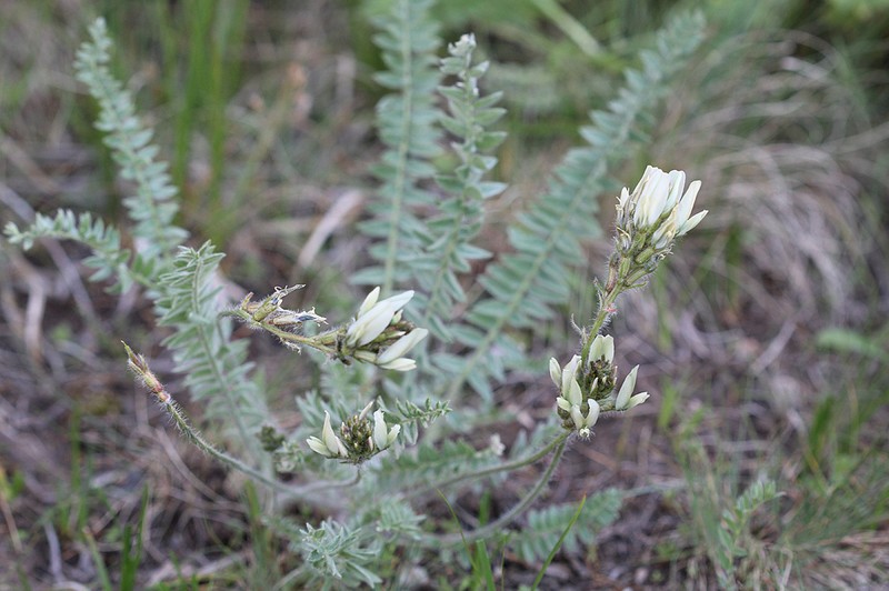Oxytropis tachtensis photo 6