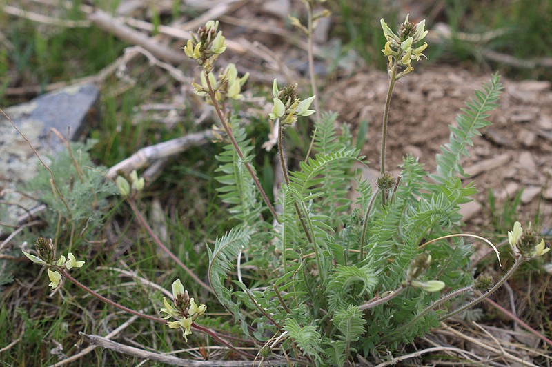 Oxytropis tachtensis photo 7