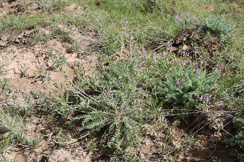 Oxytropis tachtensis photo 8