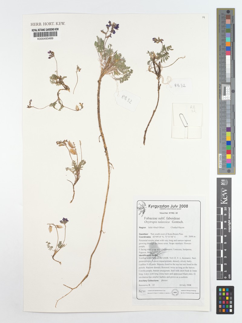 Oxytropis talassica