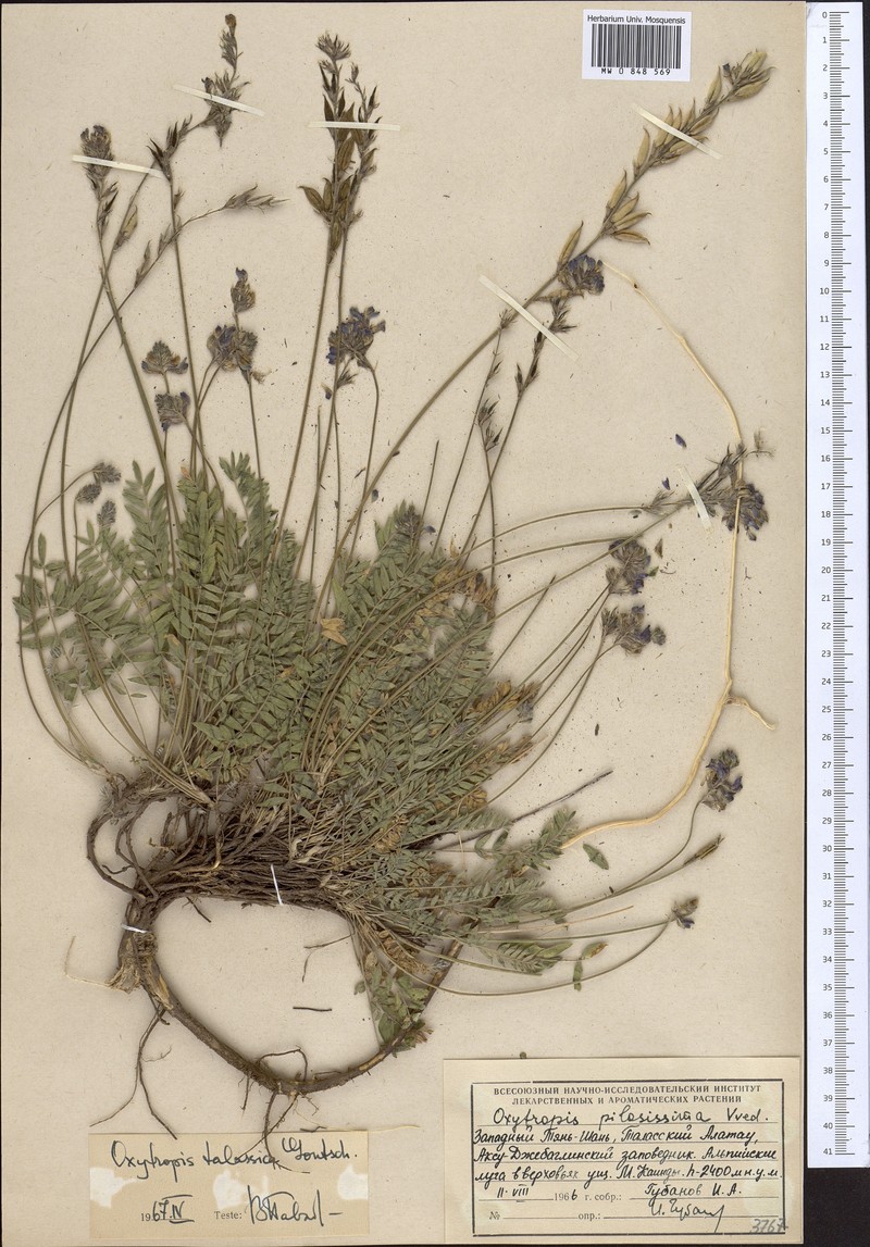 Oxytropis talassica photo 2