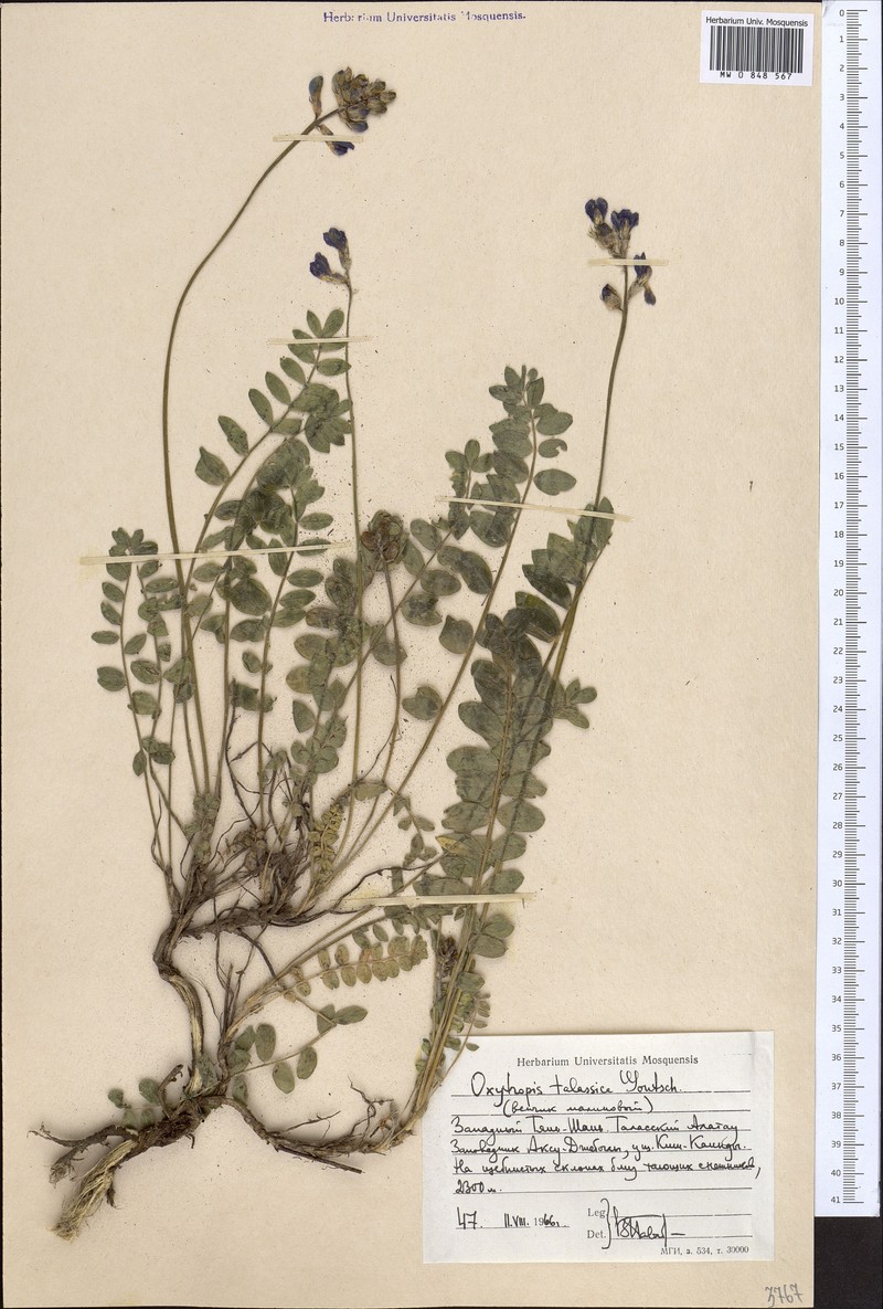 Oxytropis talassica photo 3