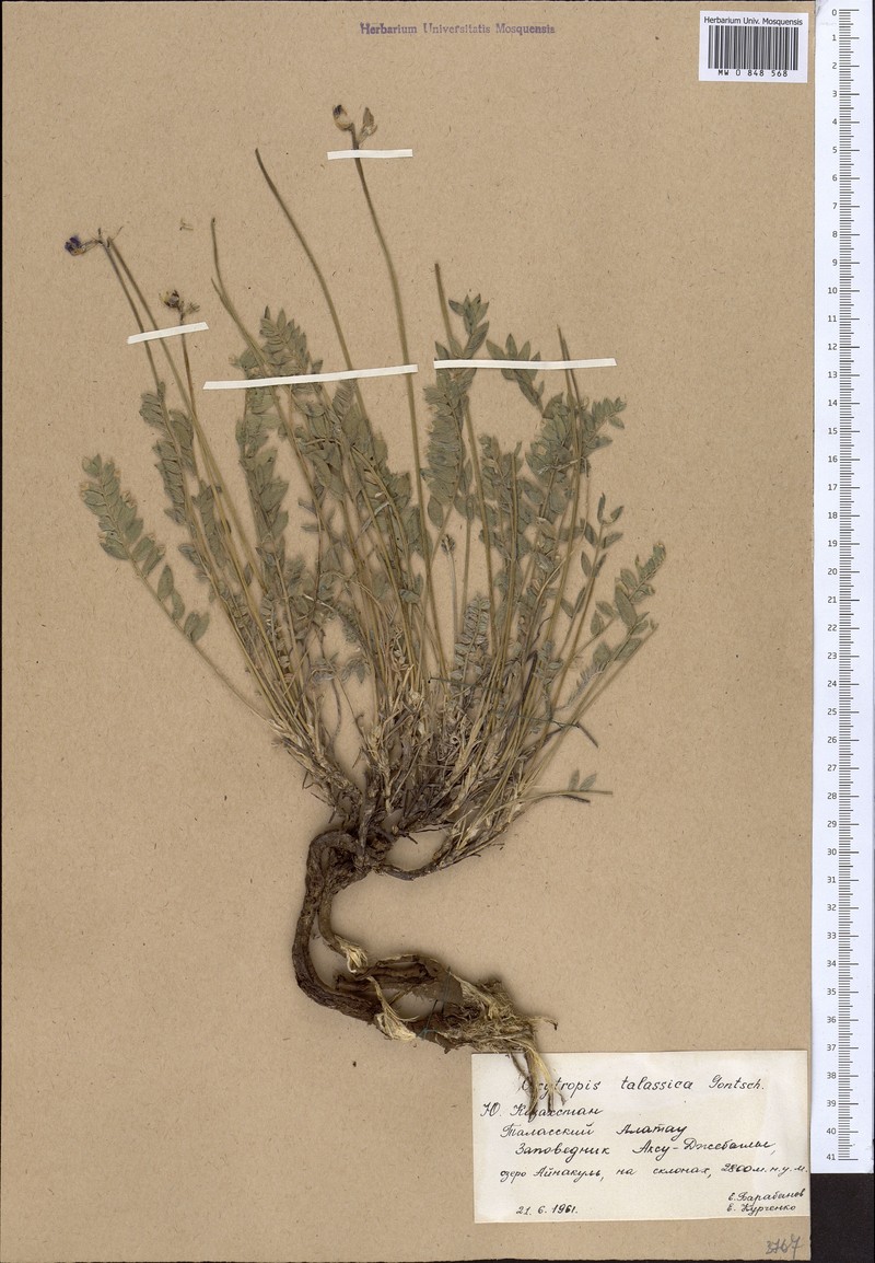 Oxytropis talassica photo 4