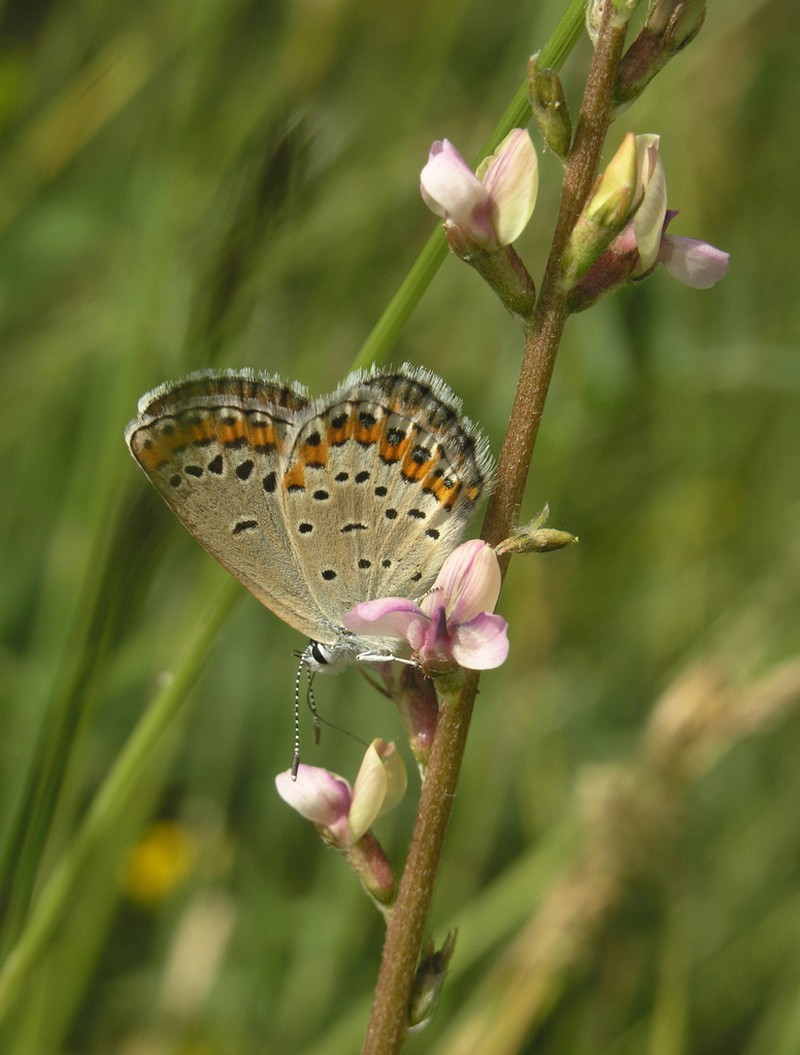Oxytropis talgarica