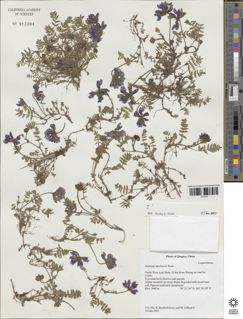 Oxytropis taochensis
