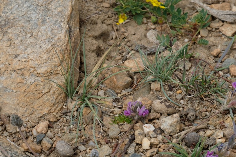 Oxytropis tatarica