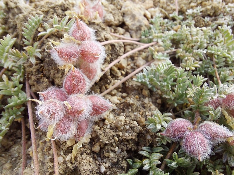 Oxytropis tatarica photo 2
