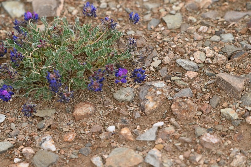 Oxytropis tatarica photo 3
