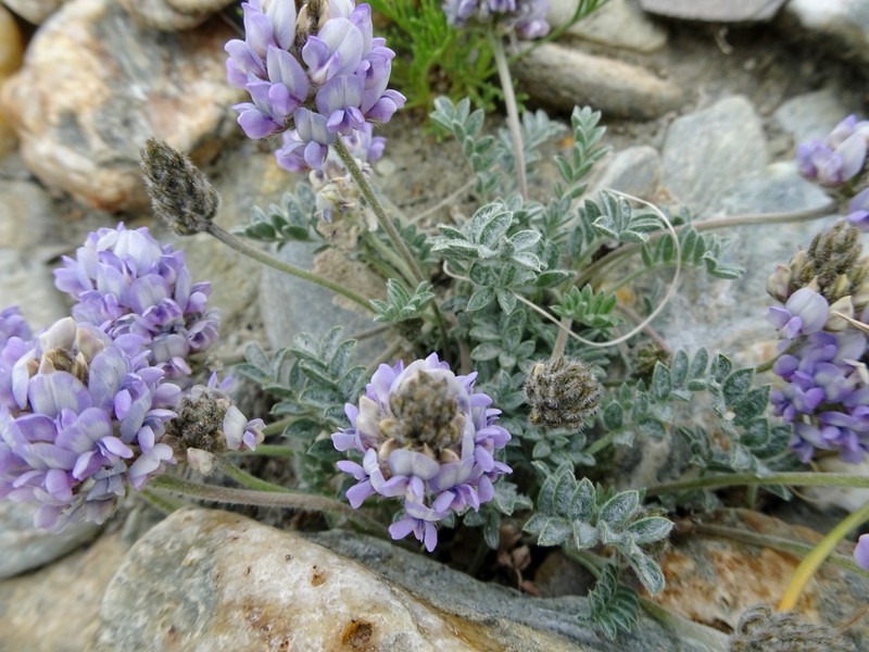 Oxytropis tatarica photo 4