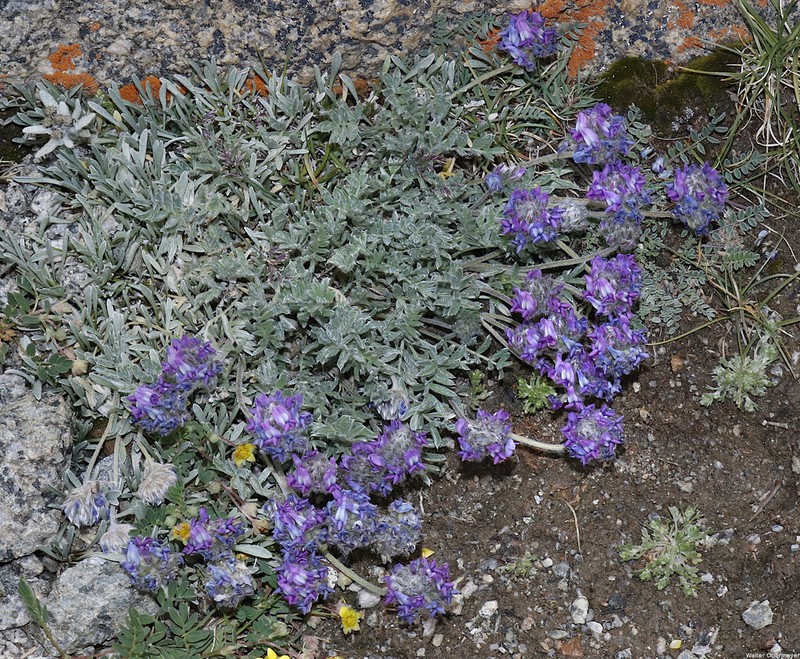 Oxytropis tatarica photo 5