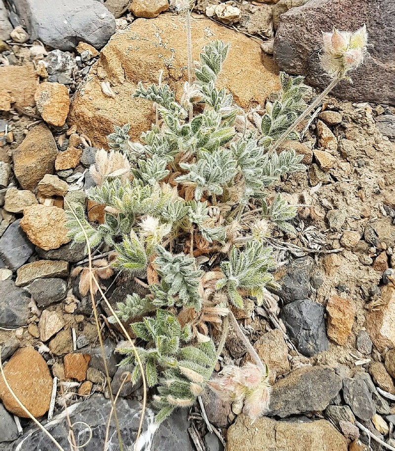 Oxytropis tatarica photo 6