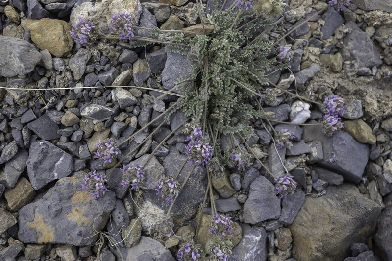 Oxytropis tatarica photo 7