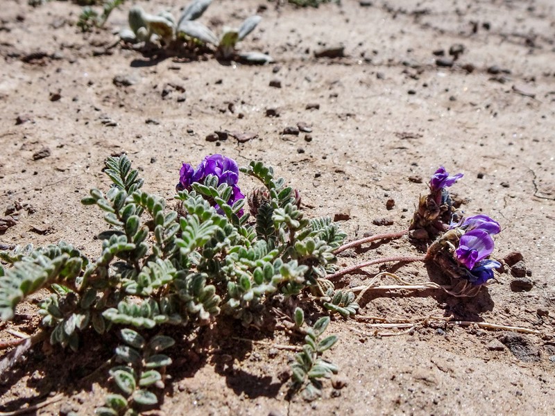 Oxytropis tatarica photo 8