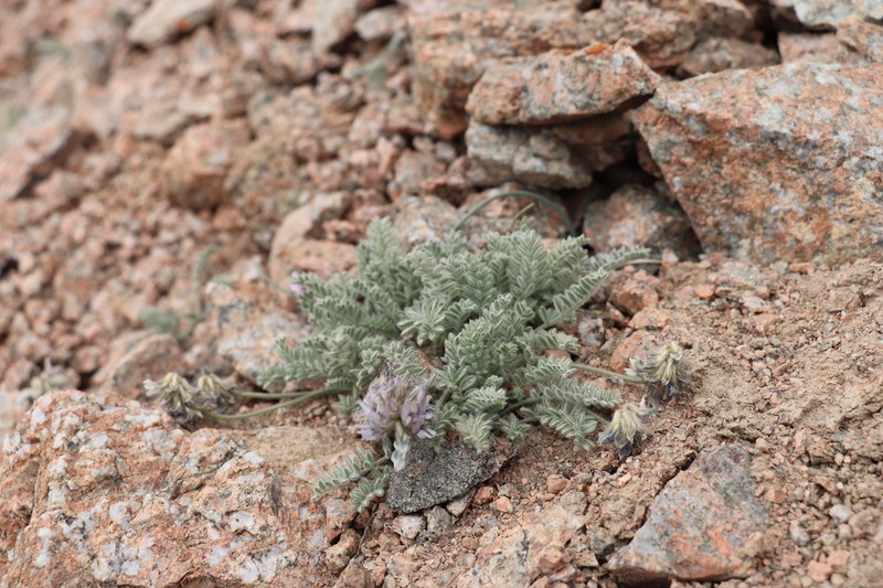Oxytropis terekensis photo 2