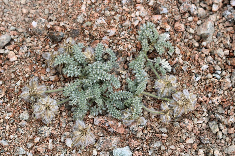 Oxytropis terekensis photo 3