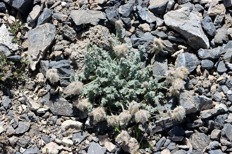 Oxytropis terekensis photo 4