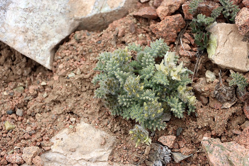Oxytropis terekensis photo 5
